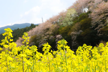 Obraz premium 内子町の桜と菜の花畑