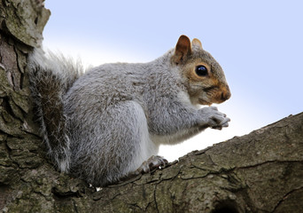Obraz premium Squirrel-side-view, on tree branch