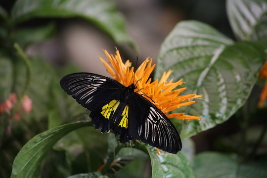 Butterfly-black, with yellow & white markings
