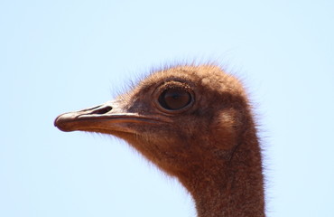Ostrich