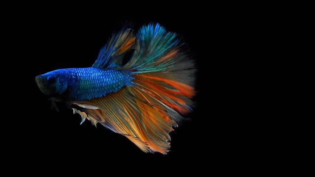 The colourful Siamese Half Moon Fighting Fish Betta Splendens, also known as Thai Fighting Fish or betta, is a species in the gourami family which is popular as an aquarium fish