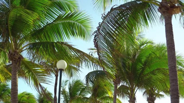 Leaves of coconut palms fluttering in the wind against blue sky. Bottom view. Bright sunny day. Riviera Maya Mexico.