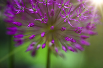 blossoming decorative bow Allium albopilosum spring