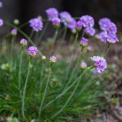 Purple spring flowers.flowers for landscape design