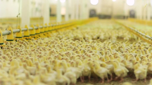 large kid chick crowd in incubator on poultry farm