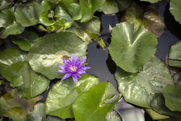 Purple lotus