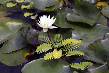 Pure white lotus