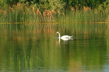 Swan on lake at sunset