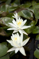 White lotus