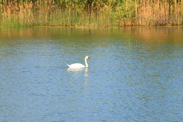 Swan on lake at sunset