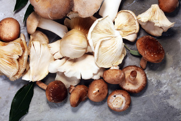 variety of raw mushrooms on grey table. oyster and other fresh mushrooms