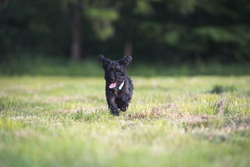 Kleiner Hund läuft über die Wiese