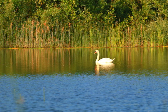 Swan on lake at sunset