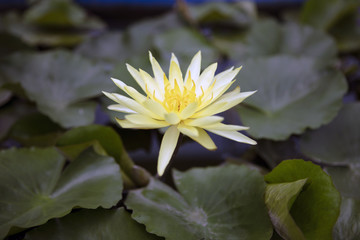 Beautiful yellow lotus flower