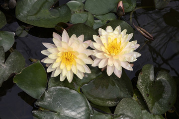 A pair of yellow lotus flowers