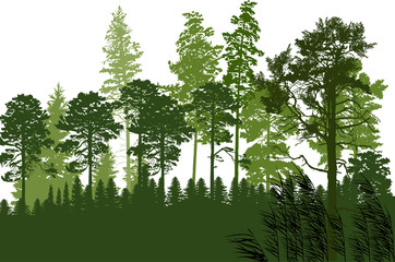 Fototapeta premium isolated on white green coniferous forest