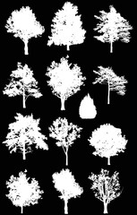 thirteen isolated on black trees silhouettes