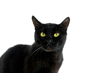 Black cat on a white background.