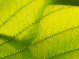 Fototapeta na wymiar Texture and Shadow of Elephant Climber Leaf
