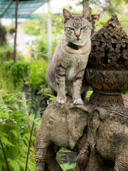 Angry Cat Sitting on The Elephant Head
