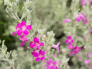 Bouquet of Pink Neon Flowers Blooming