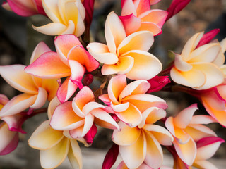 White Yellow and Red Plumeria Flowers
