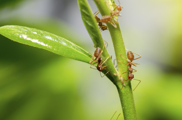 Ants sticking on top of a stick.