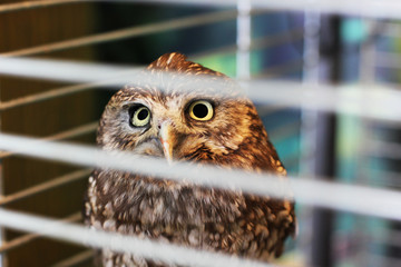 Beautiful owl in a cage. Owl close-up. Bird