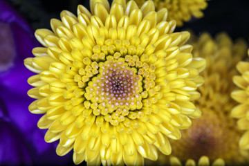 Elegance of yellow chrysanthemum