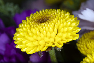 Elegance of yellow chrysanthemum