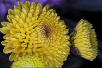 Elegance of yellow chrysanthemum