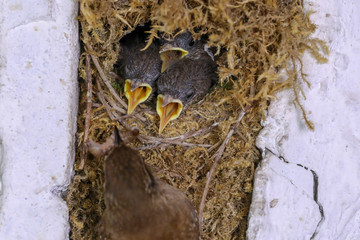 Small birds in a nest