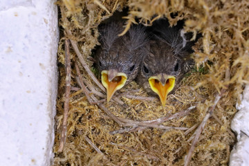 Small birds in a nest