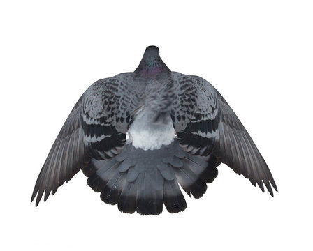isolated dark flying dove top view