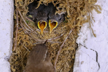 Small birds in a nest
