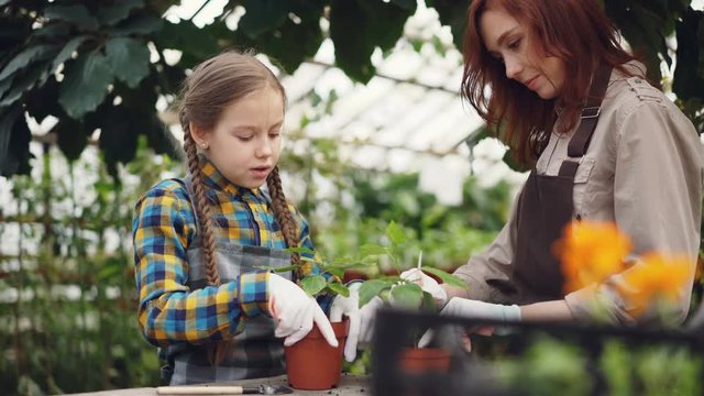 Parent and child in aprons are cultivating soil in plant pots with gardening tools and talking. Happy people, agriculture, family business and hobby concept.