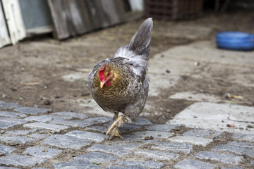Brown hen on farm yard outdoors