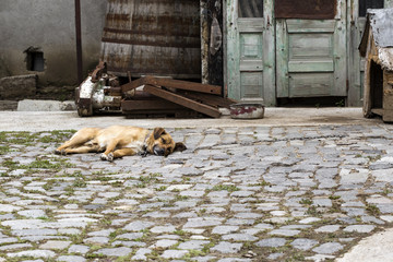 Dog stray in chain lying on the ground