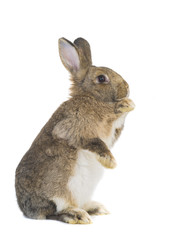 standing rabbit