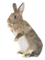 standing rabbit