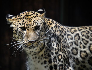 Obraz na płótnie Canvas leopardo