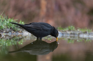 Amsel