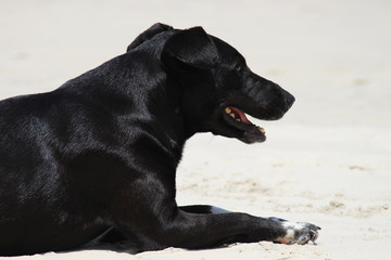  Black dog on the beach sand