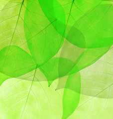 Fototapeta na wymiar green color background from thin leaves