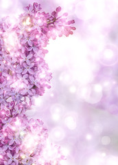 lilac flowers on bright light background