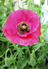 Flower Red poppy blossom on wild field