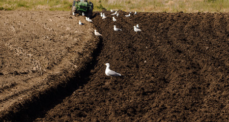 Gaviotas en el campo mientras se trabaja