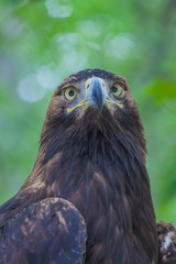 Eagle on a tree in the forest