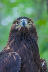 Eagle on a tree in the forest