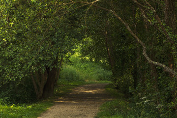 Fototapeta na wymiar camino con árboles formando una entrada